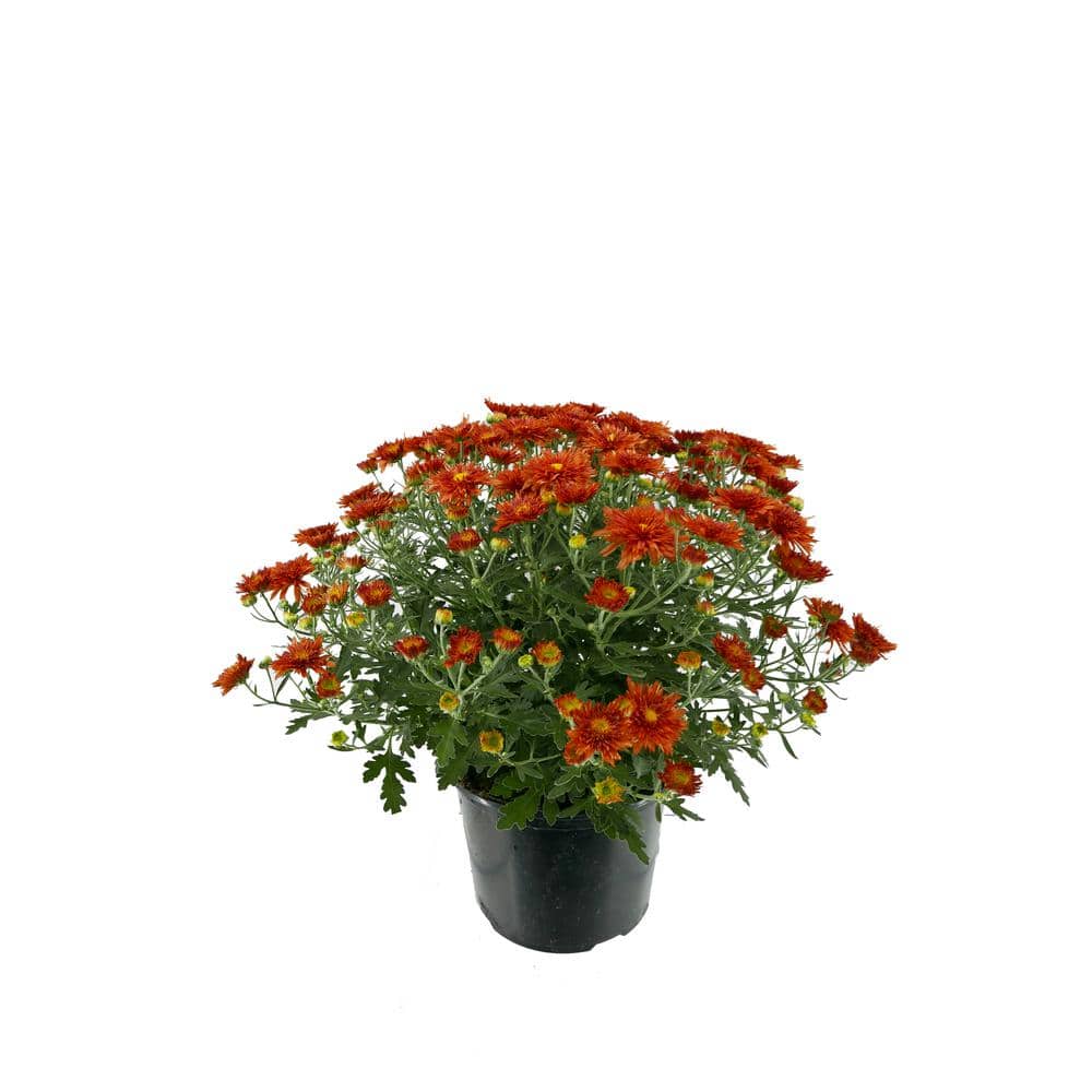 Perennial Mum Bronze 3.0 QT (2-Pack)
