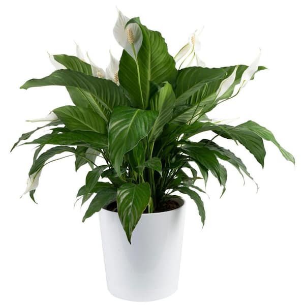 Spathiphyllum Peace Lily Indoor Plant in 9.25 in. Decor Planter, Avg. Shipping Height 2-3 ft. Tall