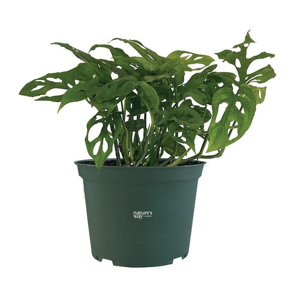 NATURE'S WAY FARMS philodendron Swiss Cheese Live Indoor Plant in Growers Pot Avg Shipping Height 1 ft. to 2 ft. Tall