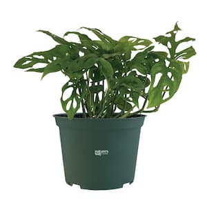 philodendron Swiss Cheese Live Indoor Plant in Growers Pot Avg Shipping Height 1 ft. to 2 ft. Tall