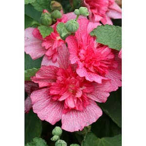 7 Gal. Lucy Rose of Sharon (Hibiscus Syriacus) Live Flowering Tree with Double Red-Pink Flowers (1-Pack)