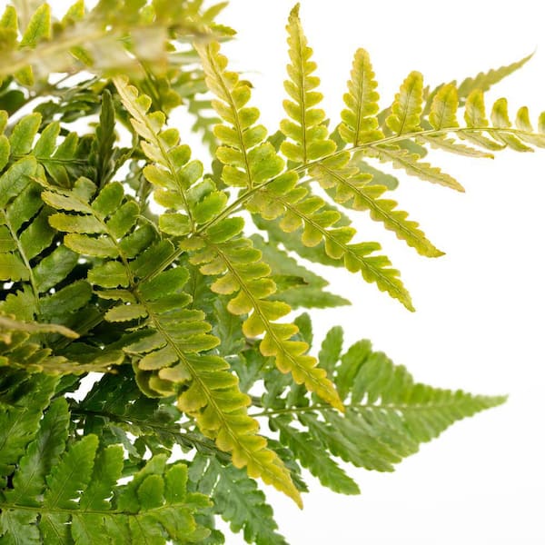 2 Qt. Fern Hardy Autumn Perennial Plant (3-Pack)