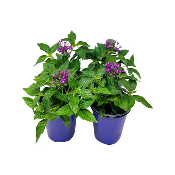 plastic whiskey barrel planter Gardener Select Whiskey Barrel Planters