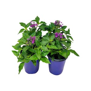 1.38 Pt. Penta Plant Violet Flowers in 4.5 In. Grower's Pot (4-Plants)