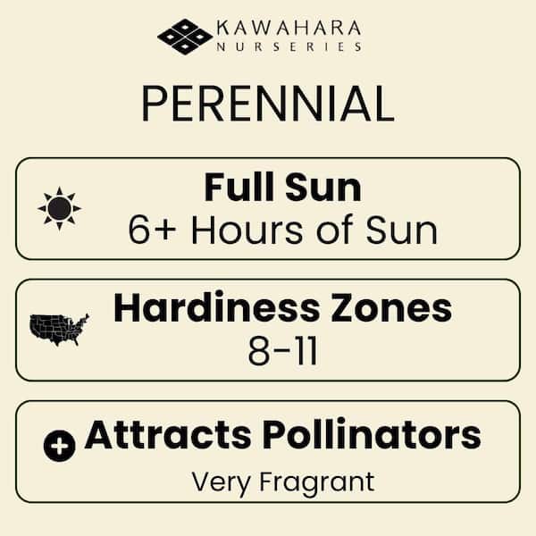 1 gal. Dentata LaDiva Imperial Lavender (4-Pack)