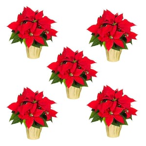 1 Qt. Christmas Poinsettia Red with Gold Foil (5-Pack)