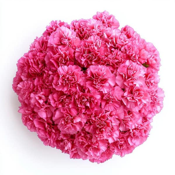 100 Stems of Hot Pink Carnations- Fresh Flower Delivery