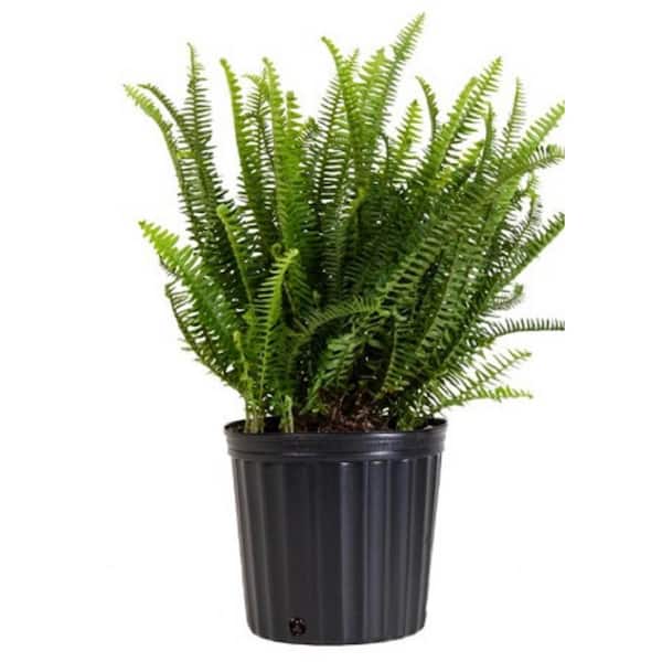 BELL NURSERY 2 Gal. Kimberly Queen Fern Plant in 10 in. Nursery Pot