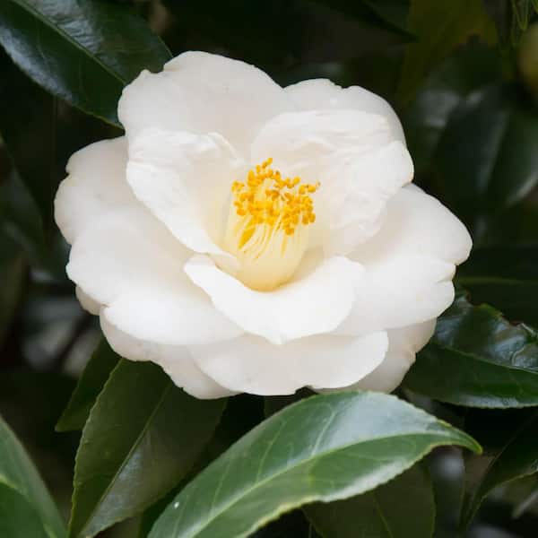3 gal. Camellia Mine No Yuki Shrub with White Flowers