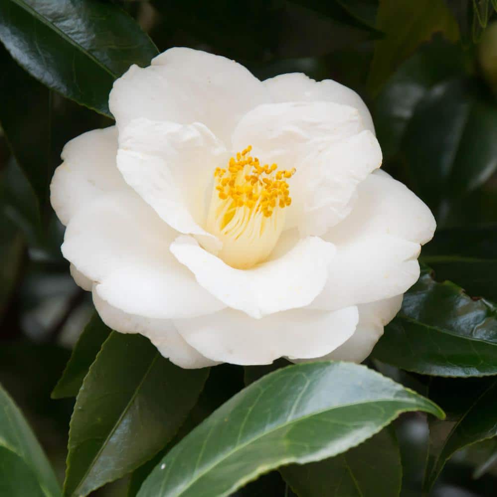 Have a question about national PLANT NETWORK 3 gal. Camellia Mine No