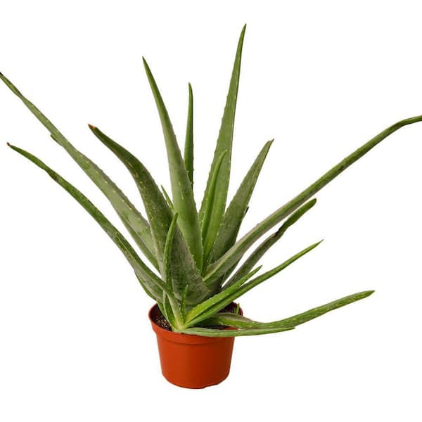 ALTMAN PLANTS 6 IN. Aloe Vera Indoor Plant in Deco Pot