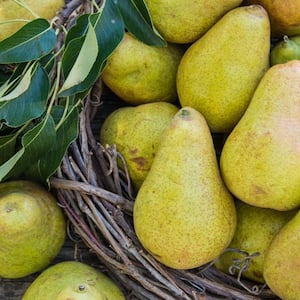 Warren Standard Pear Pyrus Live Fruiting Bareroot Tree (1-Pack)
