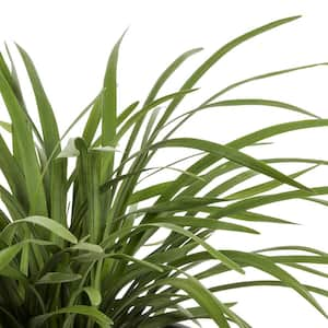 2 Qt. Green Liriope Perennial Plant (3-Pack)