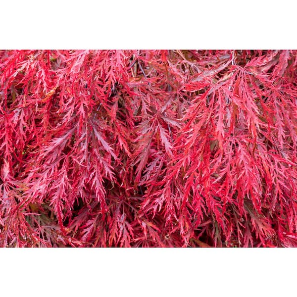 3 gal. Garnet Japanese Maple Tree with Red-Orange Foliage