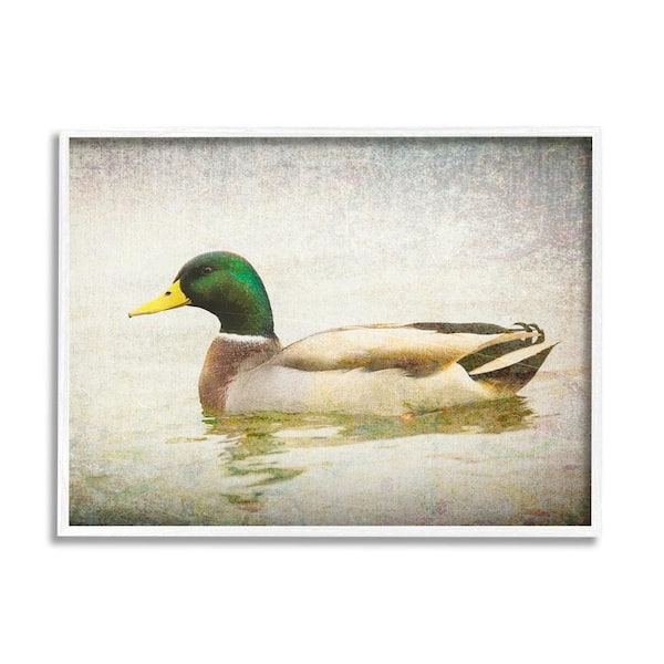Peaceful Mallard Duck Bird Swimming Water Detailed by Daniel Sproul Framed Animal Art Print 30 in. x 24 in.