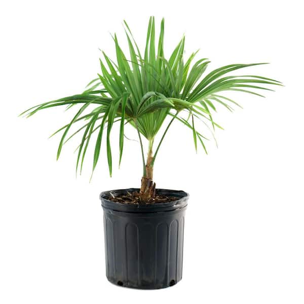 national PLANT NETWORK 3 gal. Windmill Palm HD2660 - The Home Depot