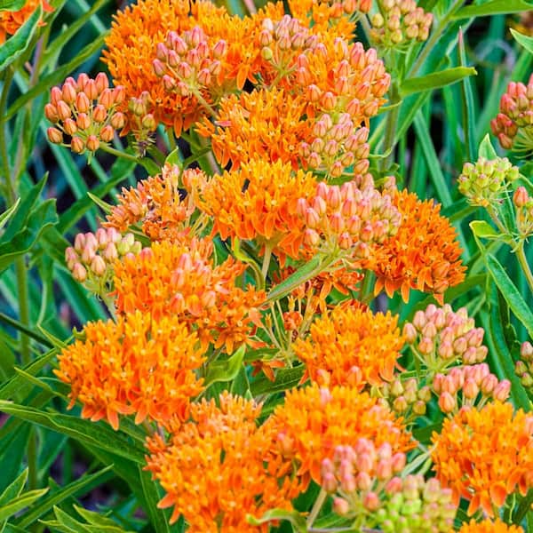 DIRECT GARDENING Orange Flowering Butterfly Flower Asclepias Dormant Bare Root Perenial Starter Plant Roots (3-Pack)