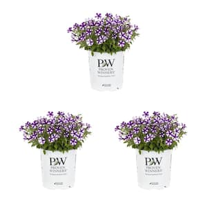 2.5 Qt. Proven Winners Petunia Supertunia Mini Vista Violet Star Purple and White Bicolor Annual Plant (3-Pack)