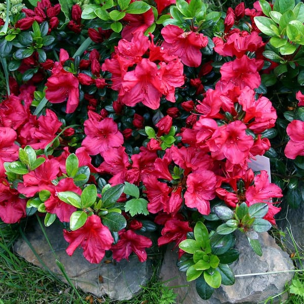 national PLANT NETWORK 2.5 qt. Azalea Johanna Flowering Shrub with Red Blooms