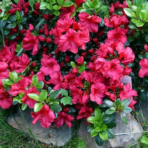 2.5 qt. Azalea Johanna Flowering Shrub with Red Blooms