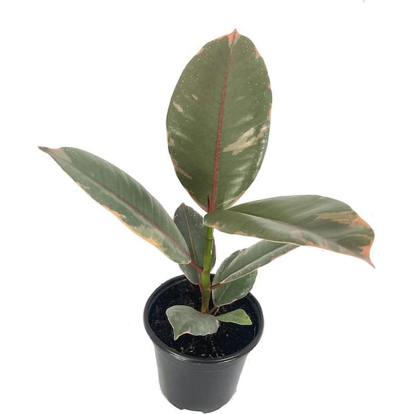 Wekiva Foliage Ruby Ficus Rubber Plant-4 Live Plants in 2 in. Pots-Ficus Elastica 'Ruby'-Stunning Easy Care Interior Houseplant