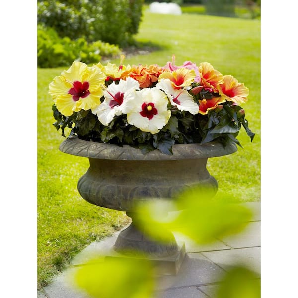 Hawaiian Punch 1 Qt. Hibiscus Flowering Annual Shrub with White
