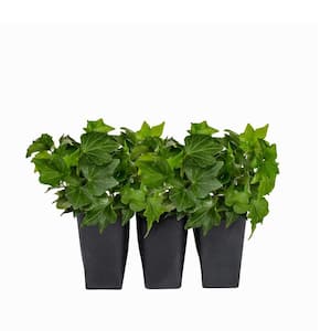 Ivy Perennial Plant (6-Pack)