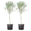 Unbranded 5 Gal. Weeping Willow Tree (2-Pack) THD00176