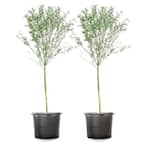 5 Gal. Weeping Willow Tree (2-Pack)