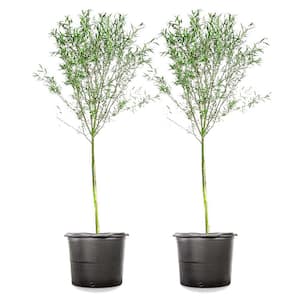 5 Gal. Weeping Willow Tree (2-Pack)