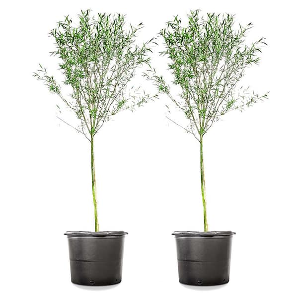 Unbranded 5 Gal. Weeping Willow Tree (2-Pack)