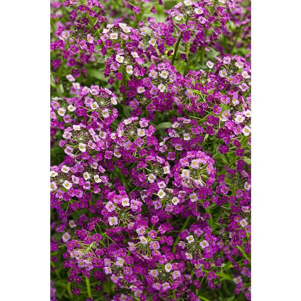 PROVEN WINNERS 4-Pack, 4.25 in. Grande Dark Knight Sweet Alyssum (Lobularia) Live Plant, Purple Flowers