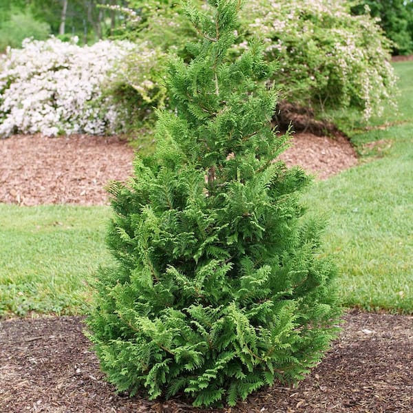 PROVEN WINNERS 2 Gal. Cedar Rapids Cypress Shrub 18320 - The Home