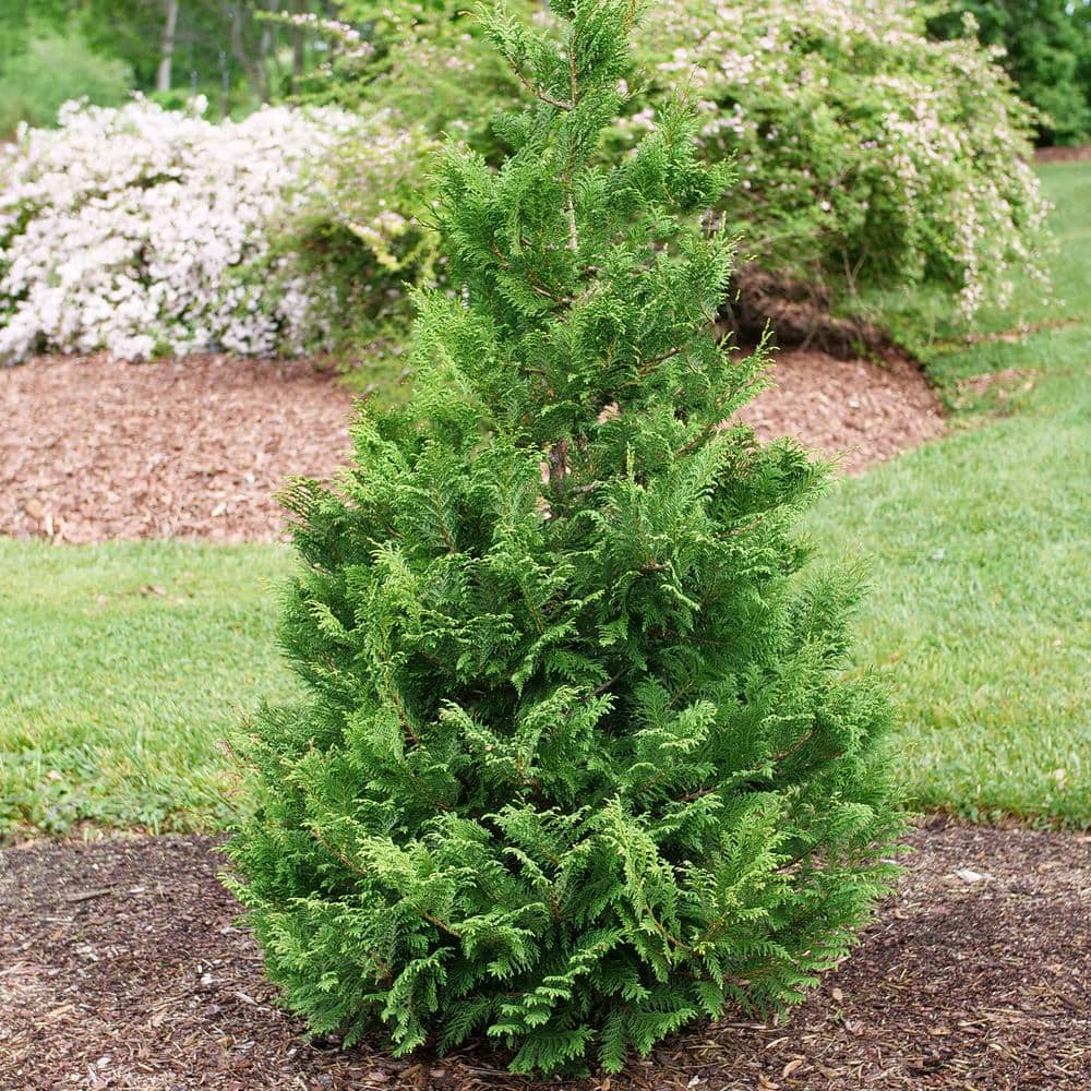 Cedar Rapids Evergreen Cypress Shrub in 2-Gallon Container