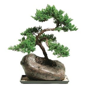 Green Mound Juniper Bonsai Tree Outdoor Plant in Rock Bonsai Pot Container, 7-Years Old, 12 to 16 in.