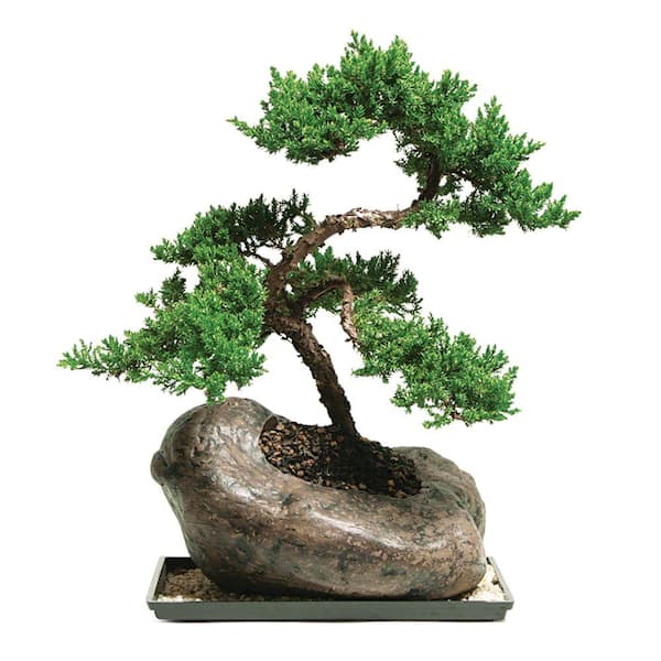 Brussel's Bonsai Green Mound Juniper Bonsai Tree Outdoor Plant in Rock Bonsai Pot Container, 7-Years Old, 12 to 16 in.