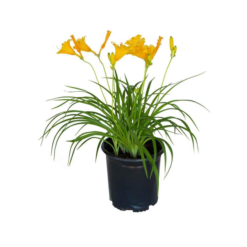 flowerwood-perennials-2328q-