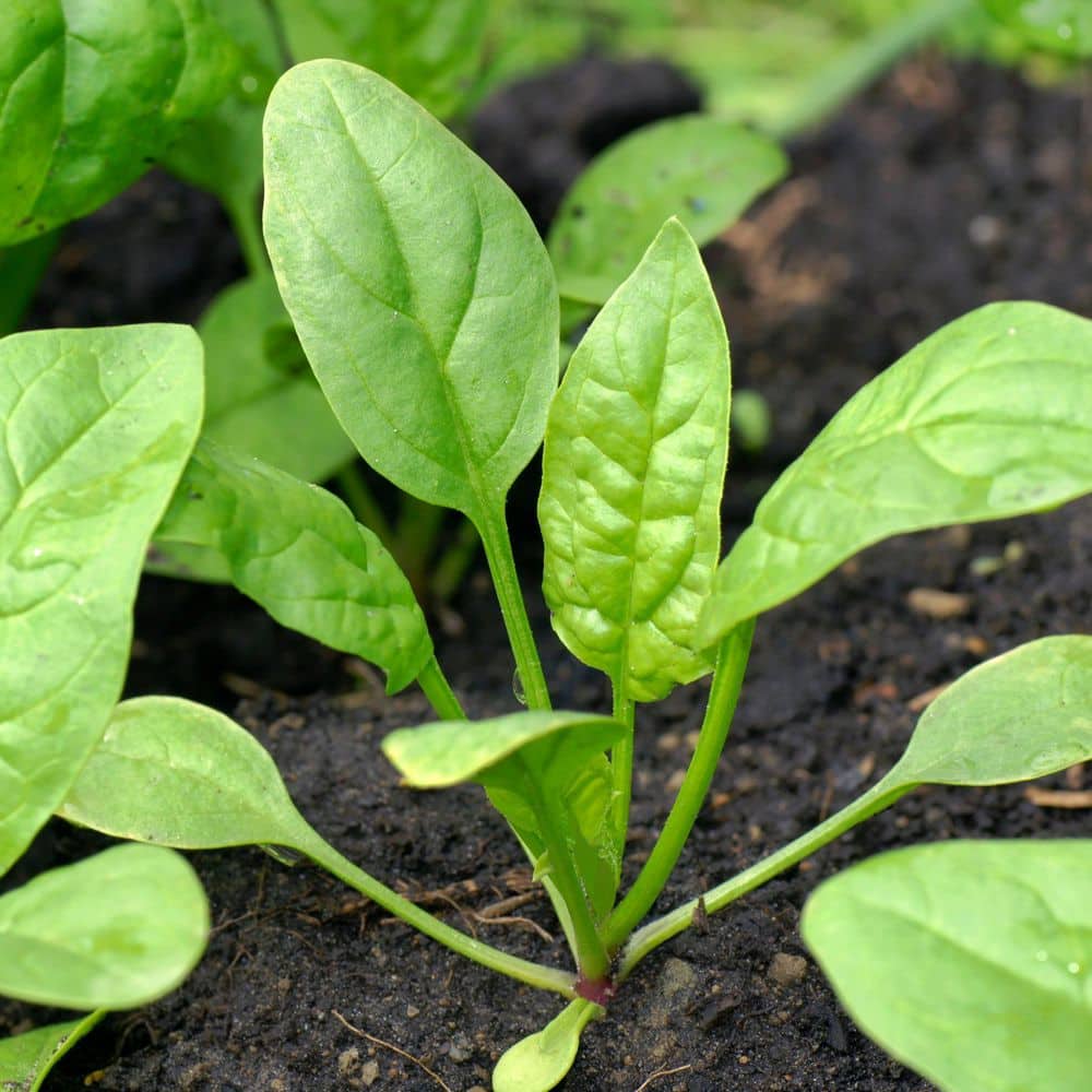 national-plant-network-