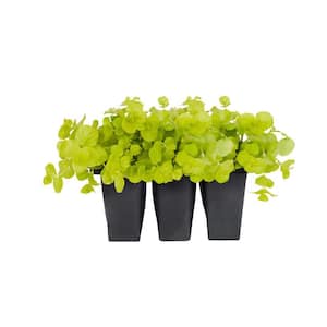 6 in. Creeping Jenny Lysimachia Ground Cover Plant (6-Pack)