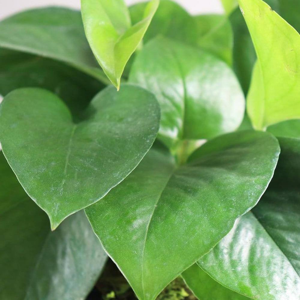 Large Green Jade Pothos Plant in Black Plastic Grower Pot