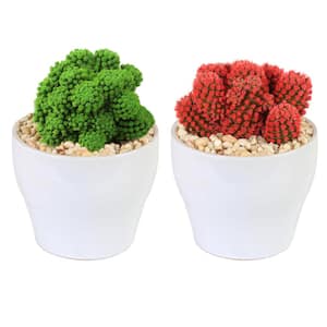 Holiday Desert Gems Cacti Red or Green Indoor Plant in 4 in. White Euro Ceramic, Avg Shipping Height 6 in. Tall (2-Pack)
