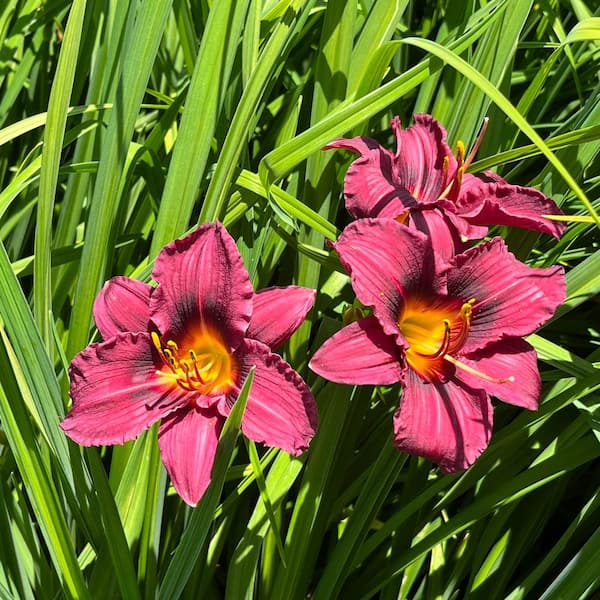 Alder & Oak #1 Container Daylily Plum Perfect Plants (4-Pack)