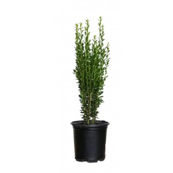 1 Gal. Sky Pencil Holly (Ilex Crenata) Live Evergreen Shrub with Dark Green Foliage