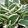 VAN ZYVERDEN Hosta Patriot Roots (Set of 3) 83791