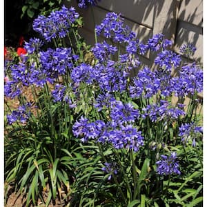 SOUTHERN LIVING 2 Gal. Clarity Blue Dianella Plant with Grass-Like