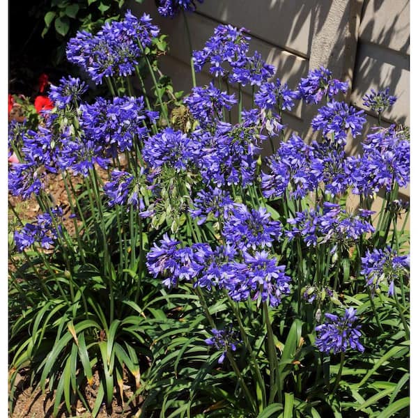 SOUTHERN LIVING 2.5 qt. Ever Sapphire Agapanthus with Reblooming Violet Blue Flower Clusters