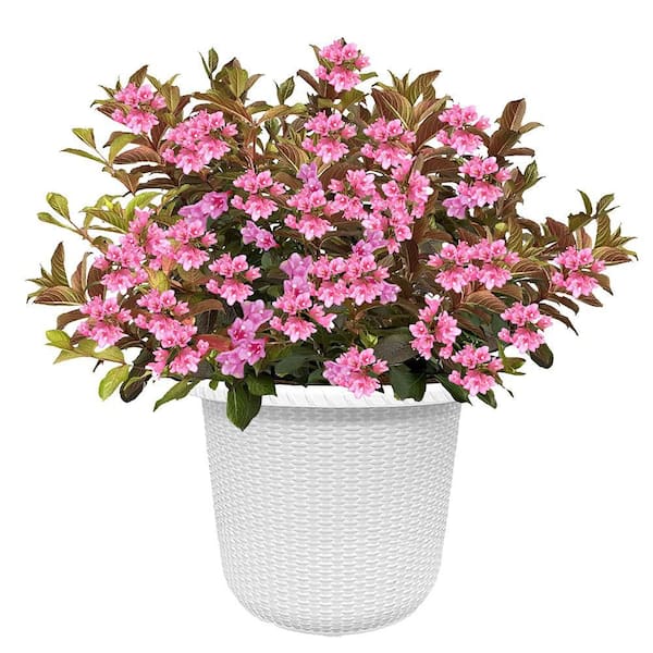 PROVEN WINNERS 2 Gal. Midnight Sun Weigela Shrub with Pink Flowers