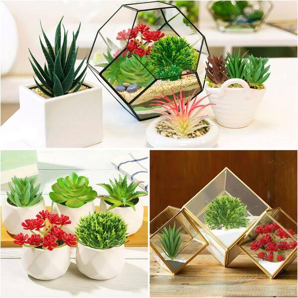 succulents for sale wholesale Gardens Made Easy  Bulk Succulent 50-pack: Colorful, Cute & Carefree  Plants  Wedding, Celebration, DIY Succulents - (2" Pots)