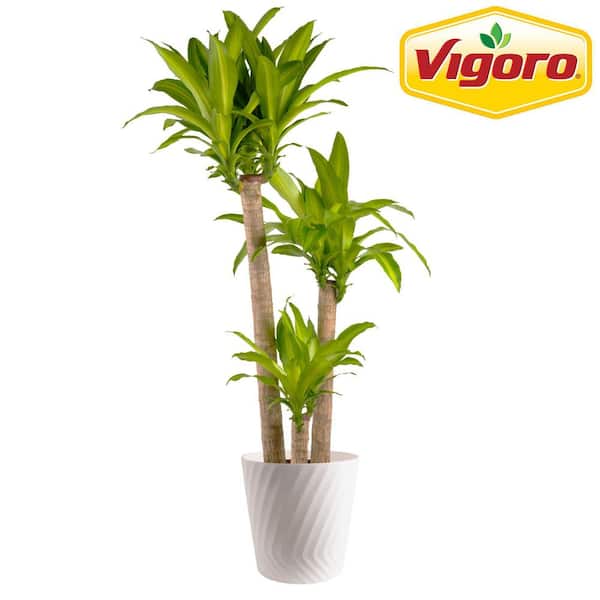 Dracaena Mass Cane Indoor Plant in 12 in. Decor Pot, Avg. Shipping Height 48-60 in. Tall