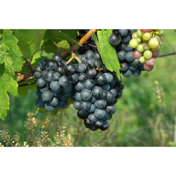https://images.thdstatic.com/productImages/a6af8c00-3232-4371-8358-7598a5fd5590/svn/bell-nursery-fruit-plants-grape2con1pk-4f_600.jpg